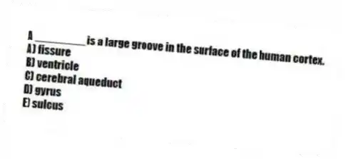 A ________ is a large groove in the surface of the human cortex.
A) fissure
B) ventricle
C) cerebral aqueduct
D) gyrus
E) sulcus