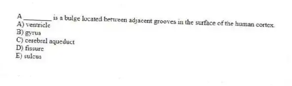 A ________ is a bulge located between adjacent grooves in the surface of the human cortex.
A) ventricle
B) gyrus
C) cerebral aqueduct
D) fissure
E) sulcus