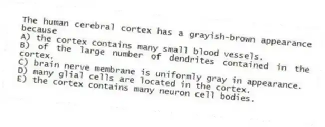 The human cerebral cortex has a grayish-brown appearance because
A) the cortex contains many small blood vessels.
B) of the large number of dendrites contained in the cortex.
C) brain nerve membrane is uniformly gray in appearance.
D) many glial cells are located in the cortex.
E) the cortex contains many neuron cell bodies.