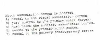 Motor association cortex is located
A) caudal to the visual association cortex.
B) just rostral to the primary motor cortex.
C) just below the auditory association cortex.
D) caudal to the primary motor cortex.
E) caudal to the primary somatosensory cortex.
