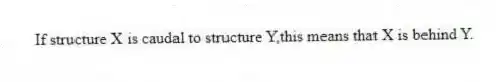 If structure X is caudal to structure Y,this means that X is behind Y.