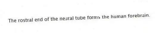 The rostral end of the neural tube forms the human forebrain.