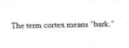 The term cortex means "bark."