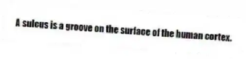 A sulcus is a groove on the surface of the human cortex.