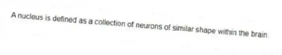A nucleus is defined as a collection of neurons of similar shape within the brain.