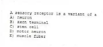 A sensory receptor is a variant of a
A) neuron
B) axon terminal
C) stem cell
D) motor neuron
E) muscle fiber