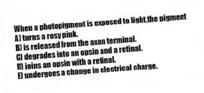 When a photopigment is exposed to light,the pigment
A) turns a rosy pink.
B) is released from the axon terminal.
C) degrades into an opsin and a retinal.
D) joins an opsin with a retinal.
E) undergoes a change in electrical charge.