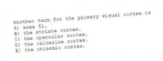 Another term for the primary visual cortex is
A) area 51.
B) the striate cortex.
C) the opercular cortex.
D) the calcarine cortex.
E) the chiasmic cortex.