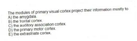 The modules of primary visual cortex project their information mostly to
A) the amygdala.
B) the frontal cortex.
C) the auditory association cortex.
D) the primary motor cortex.
E) the extrastriate cortex.