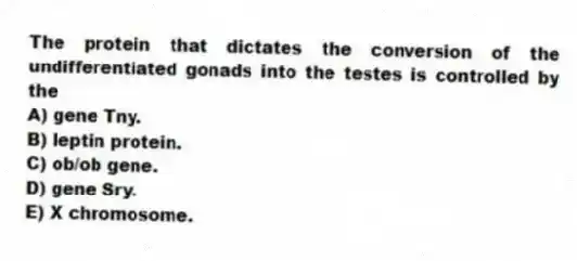 The protein that dictates the conversion of the undifferentiated gonads into the testes is controlled by the
A) gene Tny.
B) leptin protein.
C) ob/ob gene.
D) gene Sry.
E) X chromosome.