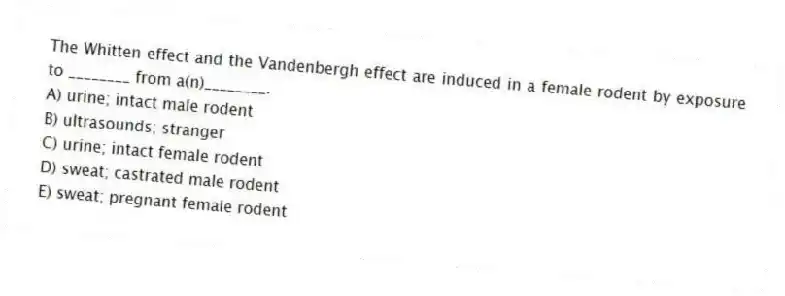 The Whitten effect and the Vandenbergh effect are induced in a female rodent by exposure to ________ from a(n)________.
A) urine; intact male rodent
B) ultrasounds; stranger
C) urine; intact female rodent
D) sweat; castrated male rodent
E) sweat; pregnant female rodent