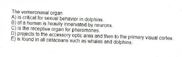 The vomeronasal organ
A) is critical for sexual behavior in dolphins.
B) of a human is heavily innervated by neurons.
C) is the receptive organ for pheromones.
D) projects to the accessory optic area and then to the primary visual cortex.
E) is found in all cetaceans such as whales and dolphins.