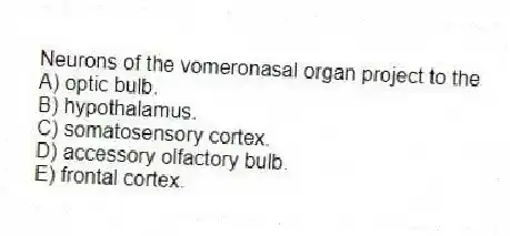 Neurons of the vomeronasal organ project to the
A) optic bulb.
B) hypothalamus.
C) somatosensory cortex.
D) accessory olfactory bulb.
E) frontal cortex.