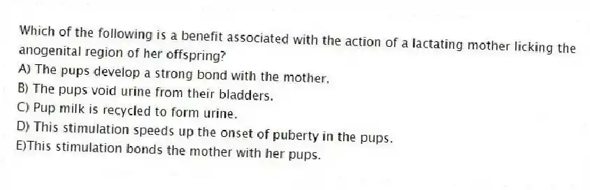 Which of the following is a benefit associated with the action of a lactating mother licking the anogenital region of her offspring?
A) The pups develop a strong bond with the mother.
B) The pups void urine from their bladders.
C) Pup milk is recycled to form urine.
D) This stimulation speeds up the onset of puberty in the pups.
E)This stimulation bonds the mother with her pups.