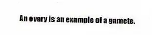 An ovary is an example of a gamete.
