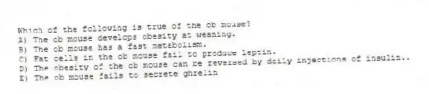 Which of the following is true of the ob mouse?
A) The ob mouse develops obesity at weaning.
B) The ob mouse has a fast metabolism.
C) Fat cells in the ob mouse fail to produce leptin.
D) The obesity of the ob mouse can be reversed by daily injections of insulin..
E) The ob mouse fails to secrete ghrelin