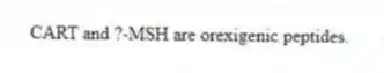 CART and ?-MSH are orexigenic peptides.