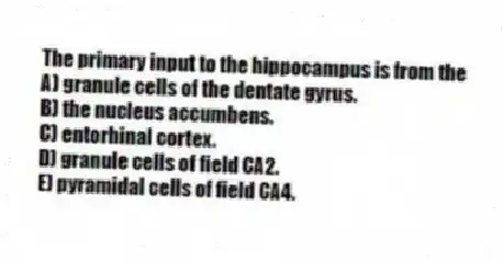 The primary input to the hippocampus is from the
A) granule cells of the dentate gyrus.
B) the nucleus accumbens.
C) entorhinal cortex.
D) granule cells of field CA2.
E) pyramidal cells of field CA4.