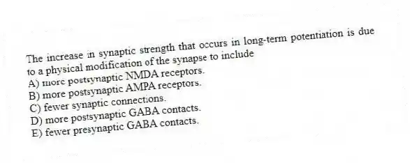 The increase in synaptic strength that occurs in long-term potentiation is due to a physical modification of the synapse to include
A) more postsynaptic NMDA receptors.
B) more postsynaptic AMPA receptors.
C) fewer synaptic connections.
D) more postsynaptic GABA contacts.
E) fewer presynaptic GABA contacts.