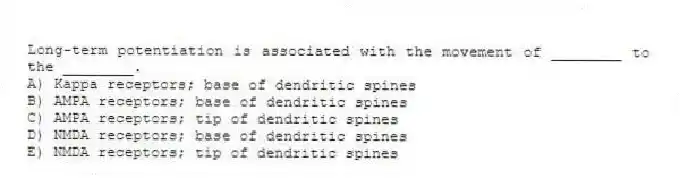 Long-term potentiation is associated with the movement of ________ to the ________.
A) Kappa receptors; base of dendritic spines
B) AMPA receptors; base of dendritic spines
C) AMPA receptors; tip of dendritic spines
D) NMDA receptors; base of dendritic spines
E) NMDA receptors; tip of dendritic spines