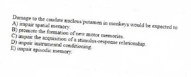 Damage to the caudate nucleus/putamen in monkeys would be expected to
A) impair spatial memory.
B) promote the formation of new motor memories.
C) impair the acquisition of a stimulus-response relationship.
D) impair instrumental conditioning.
E) impair episodic memory.