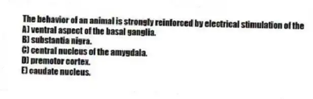 The behavior of an animal is strongly reinforced by electrical stimulation of the
A) ventral aspect of the basal ganglia.
B) substantia nigra.
C) central nucleus of the amygdala.
D) premotor cortex.
E) caudate nucleus.