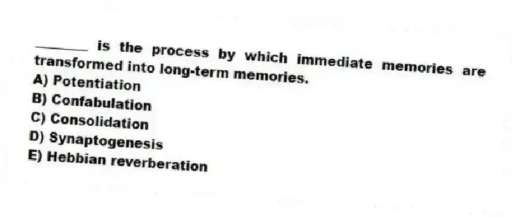 ________ is the process by which immediate memories are transformed into long-term memories.
A) Potentiation
B) Confabulation
C) Consolidation
D) Synaptogenesis
E) Hebbian reverberation