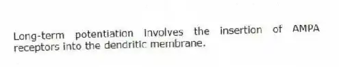 Long-term potentiation involves the insertion of AMPA receptors into the dendritic membrane.