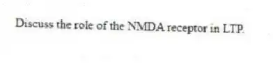 Discuss the role of the NMDA receptor in LTP.