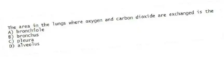 The area in the lungs where oxygen and carbon dioxide are exchanged is the
A) bronchiole
B) bronchus
C) pleura
D) alveolus