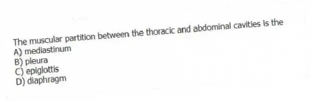 The muscular partition between the thoracic and abdominal cavities is the
A) mediastinum
B) pleura
C) epiglottis
D) diaphragm