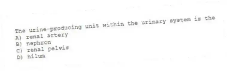 The urine-producing unit within the urinary system is the
A) renal artery
B) nephron
C) renal pelvis
D) hilum