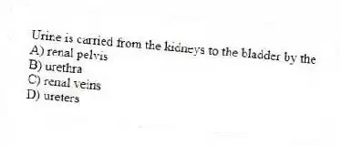 Urine is carried from the kidneys to the bladder by the
A) renal pelvis
B) urethra
C) renal veins
D) ureters