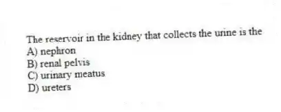The reservoir in the kidney that collects the urine is the
A) nephron
B) renal pelvis
C) urinary meatus
D) ureters