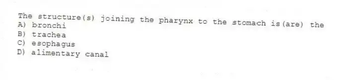 The structure(s) joining the pharynx to the stomach is(are) the
A) bronchi
B) trachea
C) esophagus
D) alimentary canal