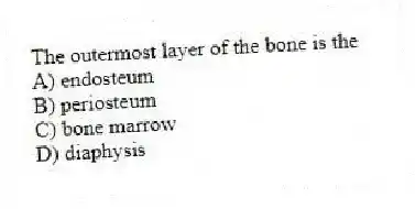 The outermost layer of the bone is the
A) endosteum
B) periosteum
C) bone marrow
D) diaphysis