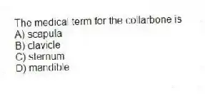 The medical term for the collarbone is
A) scapula
B) clavicle
C) sternum
D) mandible