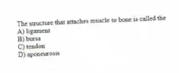 The structure that attaches muscle to bone is called the
A) ligament
B) bursa
C) tendon
D) aponeurosis