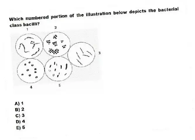 Which numbered portion of the illustration below depicts the bacterial class bacilli?
A) 1
B) 2
C) 3
D) 4
E) 5