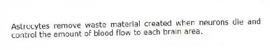 Astrocytes remove waste material created when neurons die and control the amount of blood flow to each brain area.