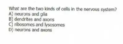 What are the two kinds of cells in the nervous system?
A) neurons and glia
B) dendrites and axons
C) ribosomes and lysosomes
D) neurons and axons