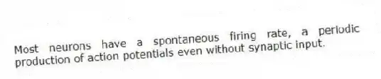 Most neurons have a spontaneous firing rate, a periodic production of action potentials even without synaptic input.