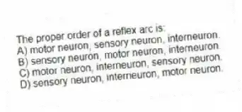 The proper order of a reflex arc is:
A) motor neuron, sensory neuron, interneuron.
B) sensory neuron, motor neuron, interneuron.
C) motor neuron, interneuron, sensory neuron.
D) sensory neuron, interneuron, motor neuron.