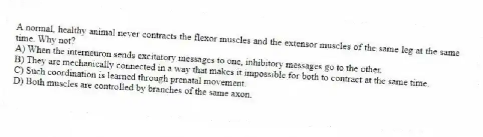 A normal, healthy animal never contracts the flexor muscles and the extensor muscles of the same leg at the same time. Why not?
A) When the interneuron sends excitatory messages to one, inhibitory messages go to the other.
B) They are mechanically connected in a way that makes it impossible for both to contract at the same time.
C) Such coordination is learned through prenatal movement.
D) Both muscles are controlled by branches of the same axon.