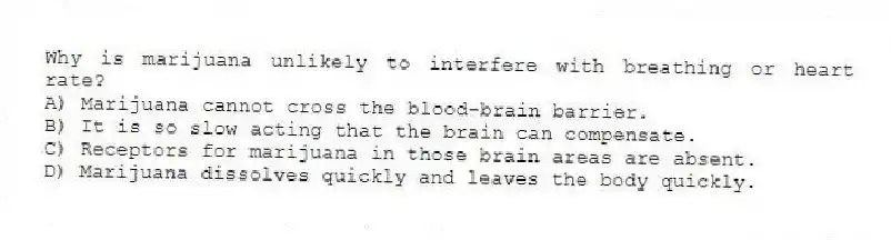 Why is marijuana unlikely to interfere with breathing or heart rate?
A) Marijuana cannot cross the blood-brain barrier.
B) It is so slow acting that the brain can compensate.
C) Receptors for marijuana in those brain areas are absent.
D) Marijuana dissolves quickly and leaves the body quickly.
