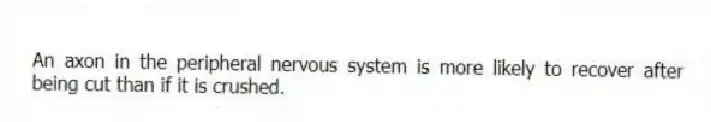 An axon in the peripheral nervous system is more likely to recover after being cut than if it is crushed.