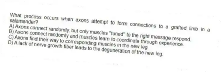 What process occurs when axons attempt to form connections to a grafted limb in a salamander?
A) Axons connect randomly, but only muscles "tuned" to the right message respond.
B) Axons connect randomly and muscles learn to coordinate through experience.
C) Axons find their way to corresponding muscles in the new leg.
D) A lack of nerve growth fiber leads to the degeneration of the new leg.