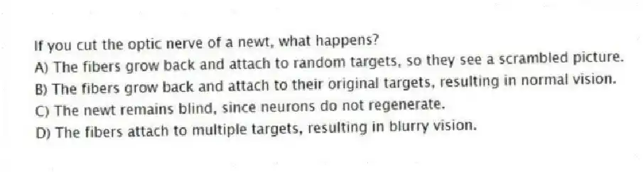 If you cut the optic nerve of a newt, what happens?
A) The fibers grow back and attach to random targets, so they see a scrambled picture.
B) The fibers grow back and attach to their original targets, resulting in normal vision.
C) The newt remains blind, since neurons do not regenerate.
D) The fibers attach to multiple targets, resulting in blurry vision.