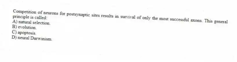 Competition of neurons for postsynaptic sites results in survival of only the most successful axons. This general principle is called:
A) natural selection.
B) evolution.
C) apoptosis.
D) neural Darwinism.