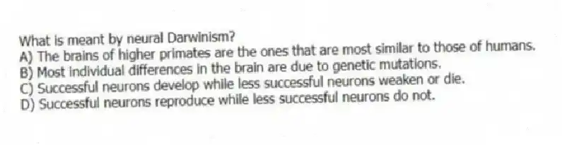 What is meant by neural Darwinism?
A) The brains of higher primates are the ones that are most similar to those of humans.
B) Most individual differences in the brain are due to genetic mutations.
C) Successful neurons develop while less successful neurons weaken or die.
D) Successful neurons reproduce while less successful neurons do not.